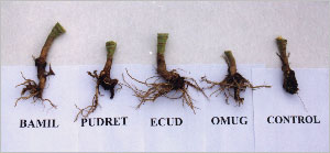 Effect of microbial fertilizers on cabbage roots infected with a clubroot of crucifers