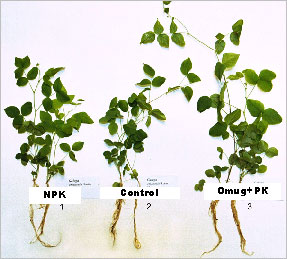 Effect of Omug on green and root development of Galega orientalis Lam